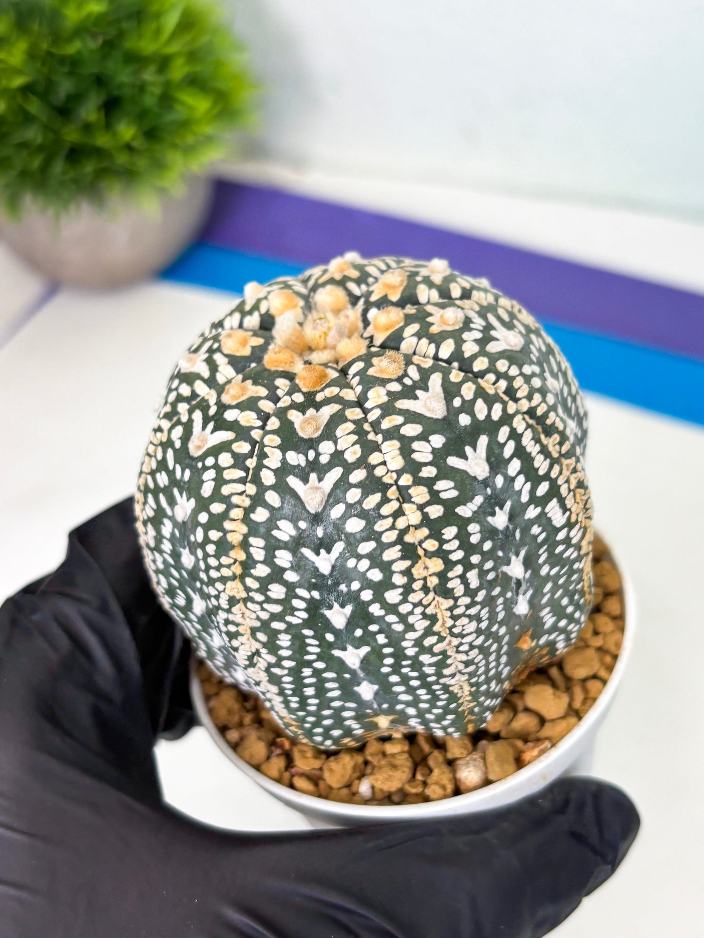 Astrophytum V-Type (at4) (y7) | Ship from Nevada