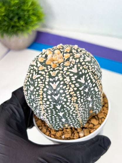 Astrophytum V-Type (at4) (y7) | Ship from Nevada