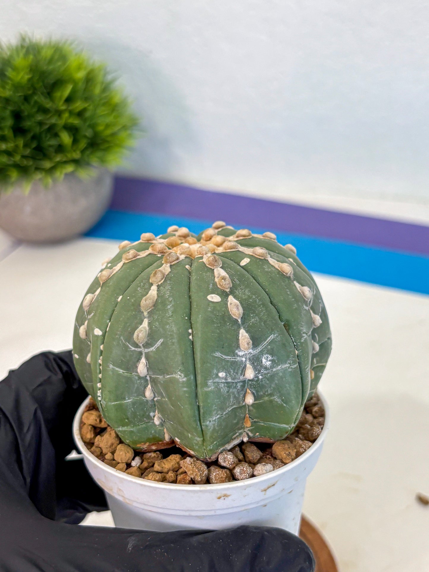 Astrophytum V Type Nudum (at9) (08) | Live Cactus