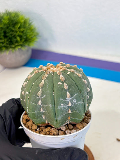 Astrophytum V Type Nudum (at9) (08) | Live Cactus
