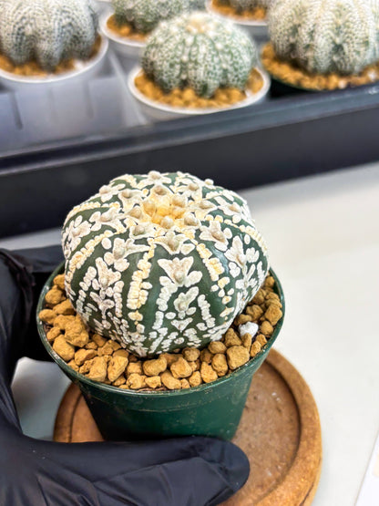 Astrophytum Star Shape (at2) (b3) | Japanese Import (Copy)