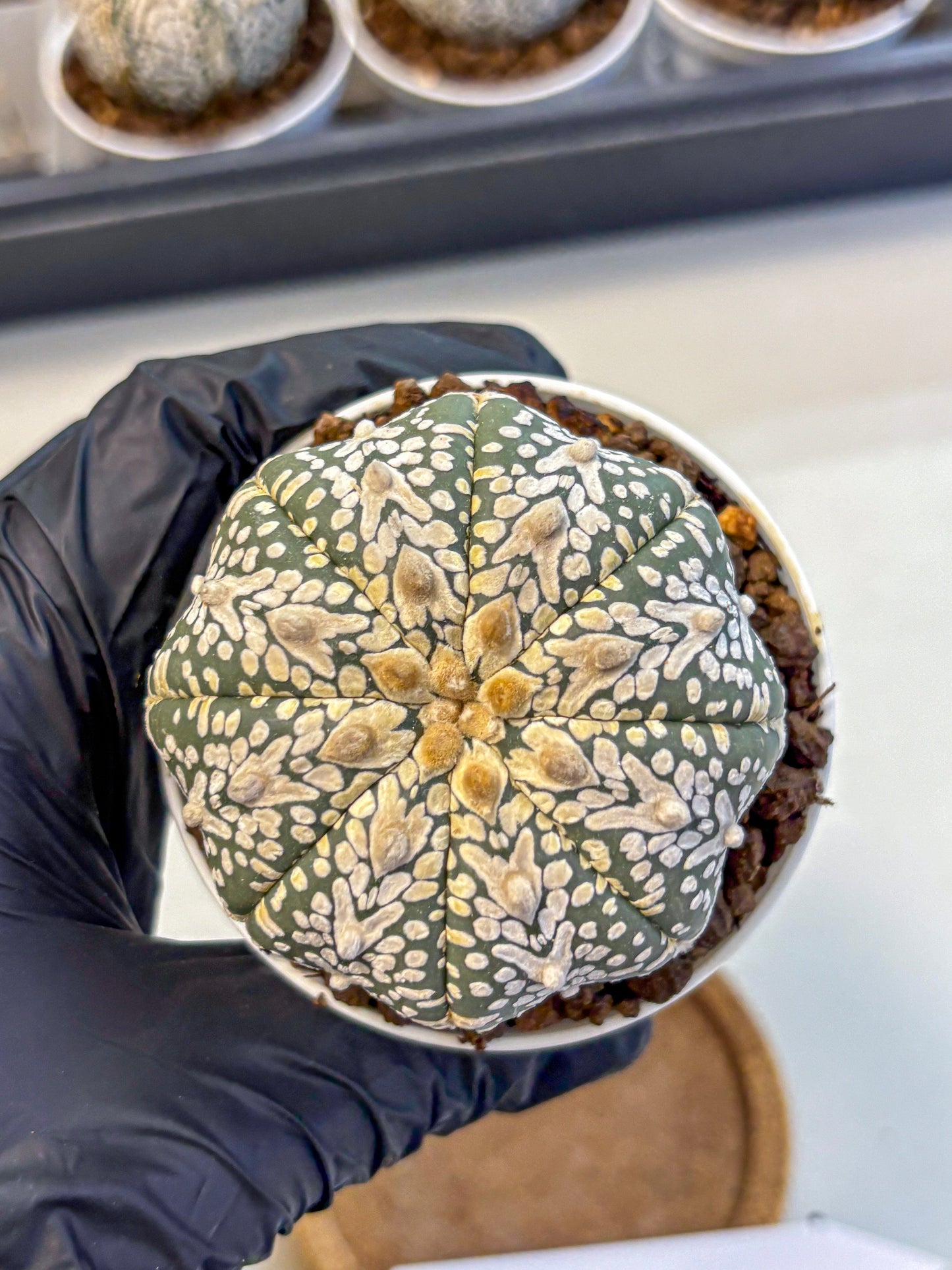 Astrophytum V Type (at5) (08) |  Sea urchin cactus