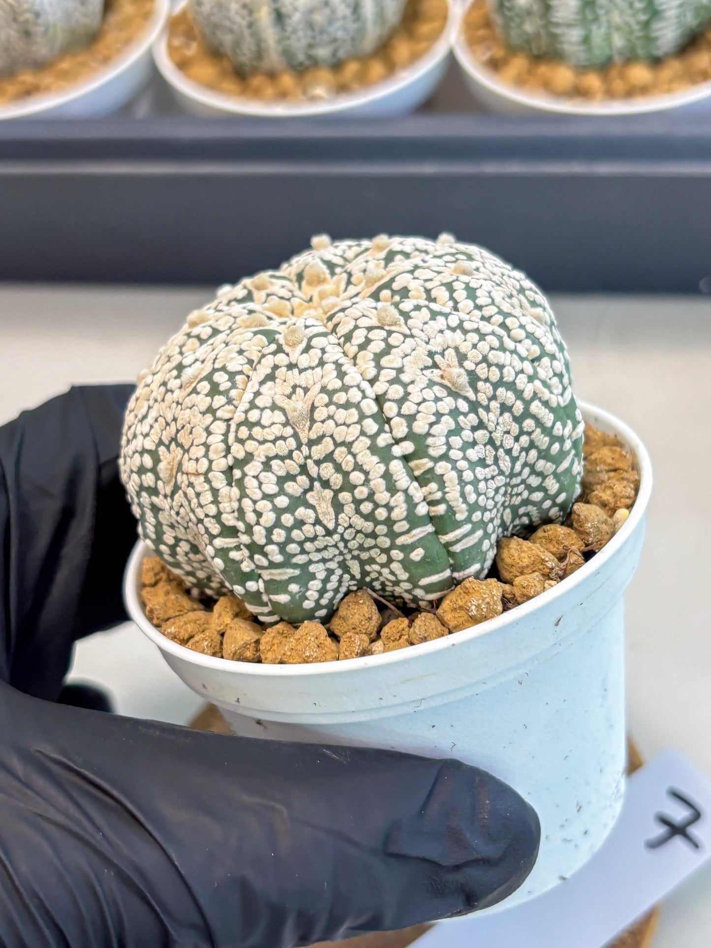 Astrophytum V-Type (at5) (p7) | Rare imported Plant