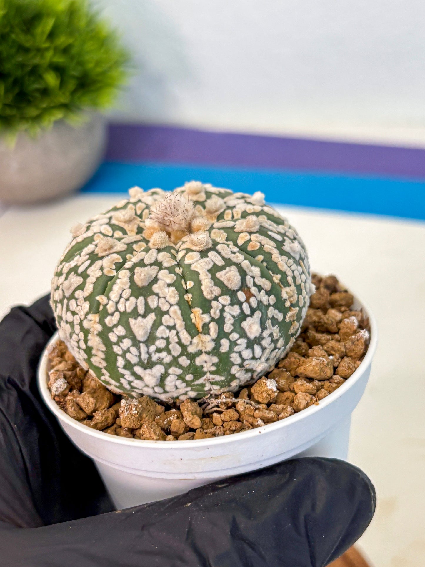 Astrophytum V Type (at2) (08) | Live Plant | Rare Collection