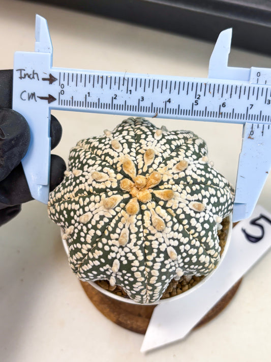 Astrophytum Star Shape (at4) (g5) | Imported Plant