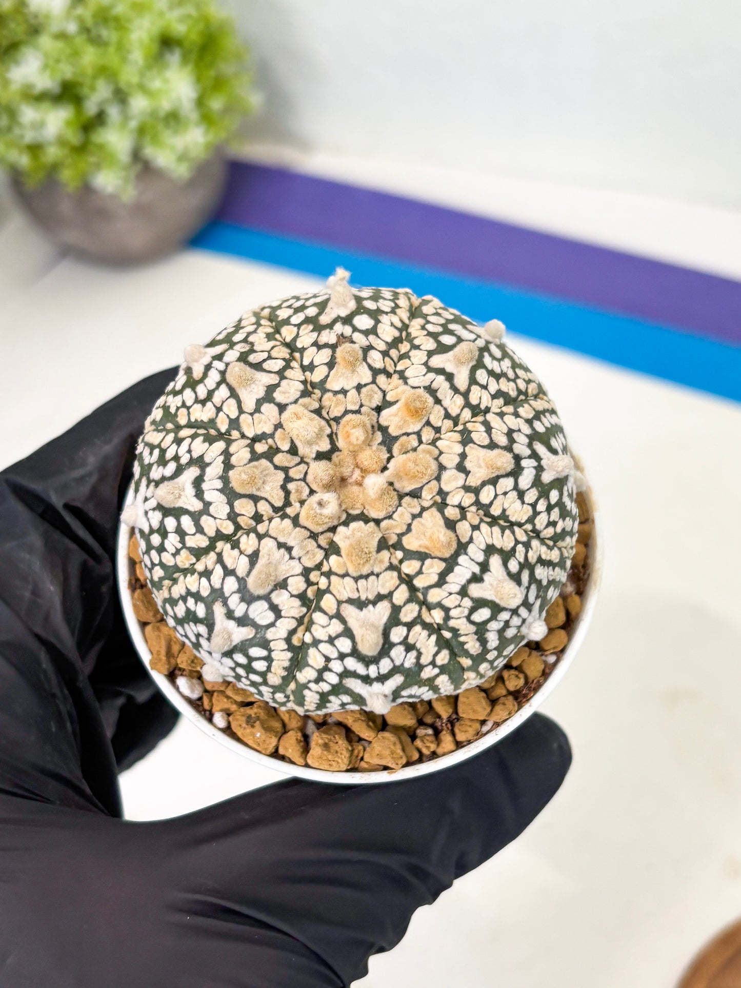 Astrophytum V-Type (at1) (p3) | Imported Cactus