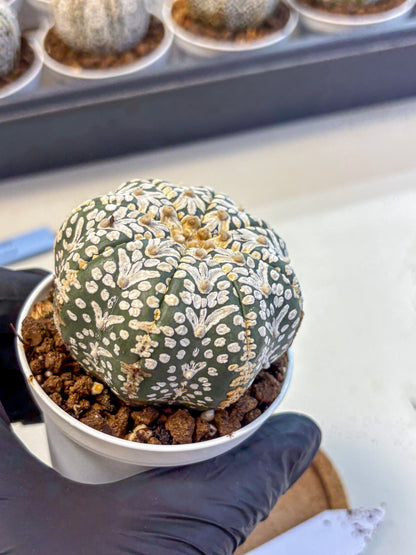 Astrophytum V Type (at5) (01) |  Sea urchin cactus