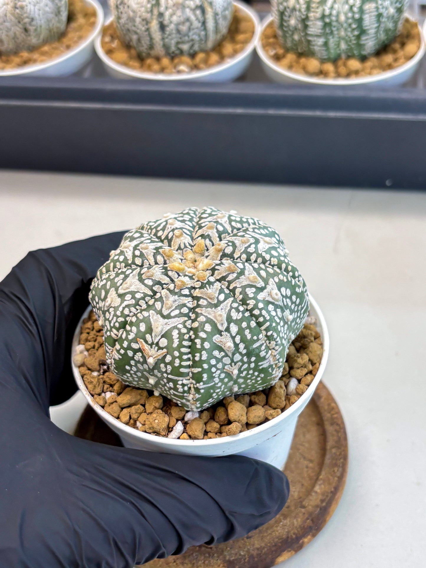 Astrophytum V-Type (at5) (p1) | Rare imported Plant