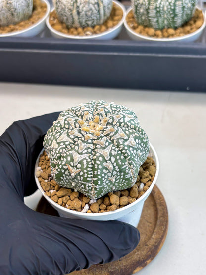 Astrophytum V-Type (at5) (p1) | Rare imported Plant