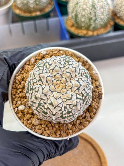 Astrophytum V Type (at2) (01) | Live Plant | Rare Collection