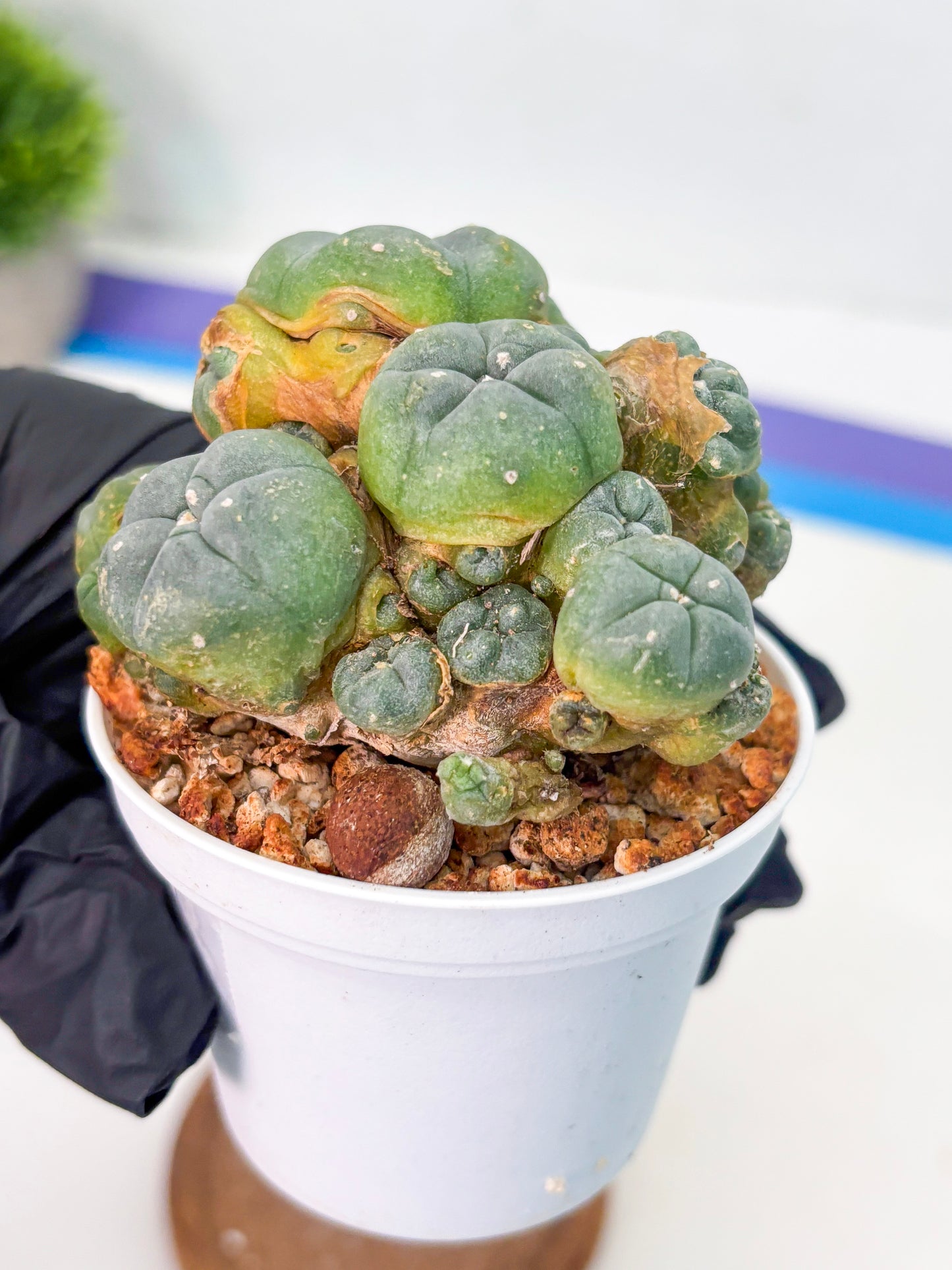 Spineless Cactus (Lo1) (p1) | For Advanced Growers