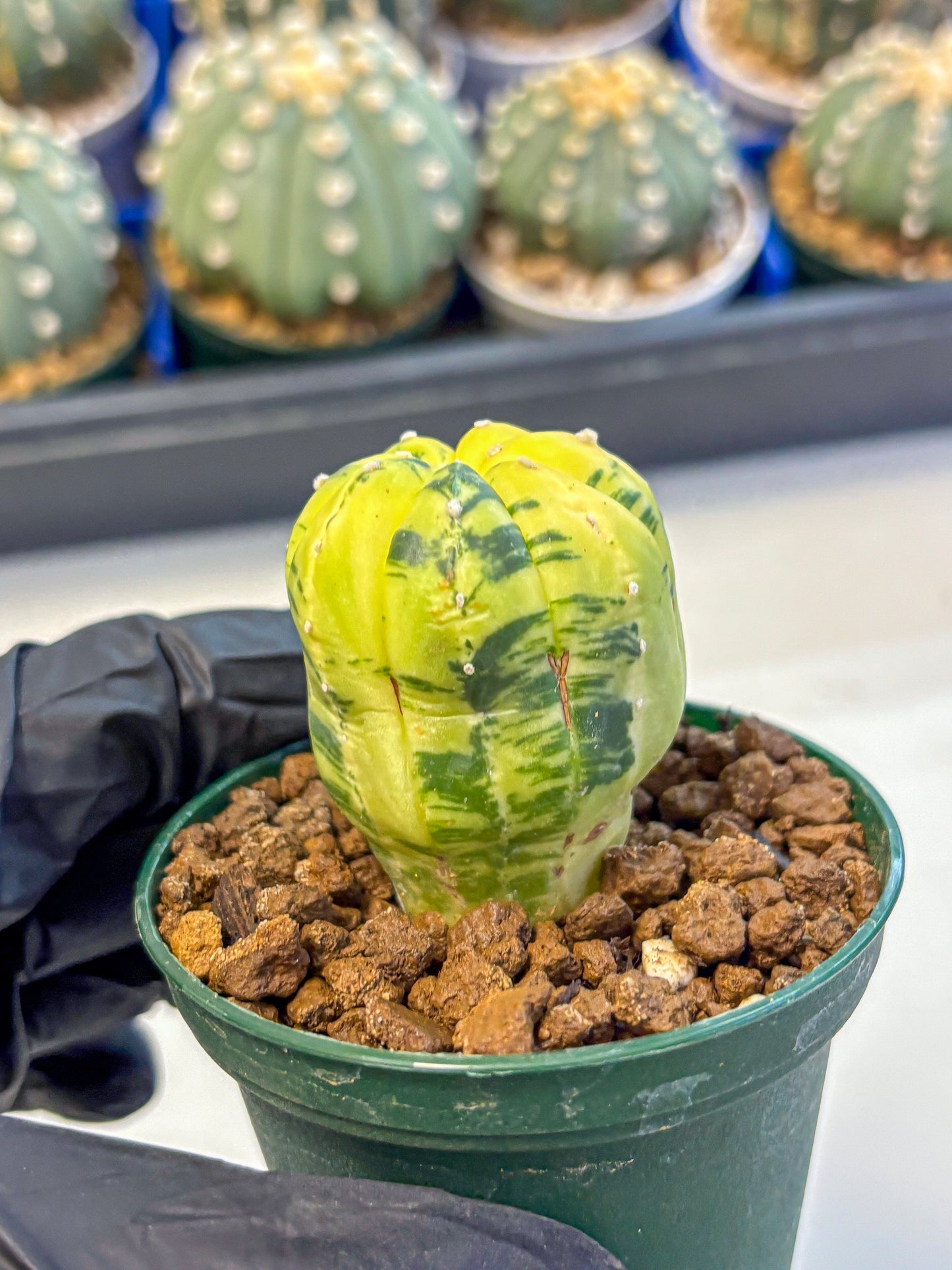 Astrophytum Variegated (at9) (01) | Rare Plant | Live Cactus