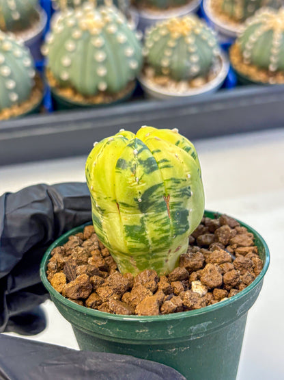 Astrophytum Variegated (at9) (01) | Rare Plant | Live Cactus