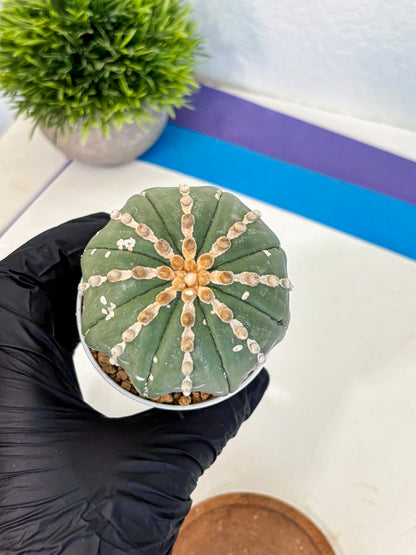 Astrophytum V Type Nudum (at9) (08) | Live Cactus