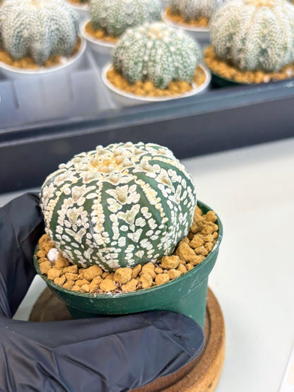 Astrophytum Star Shape (at2) (b3) | Japanese Import (Copy)