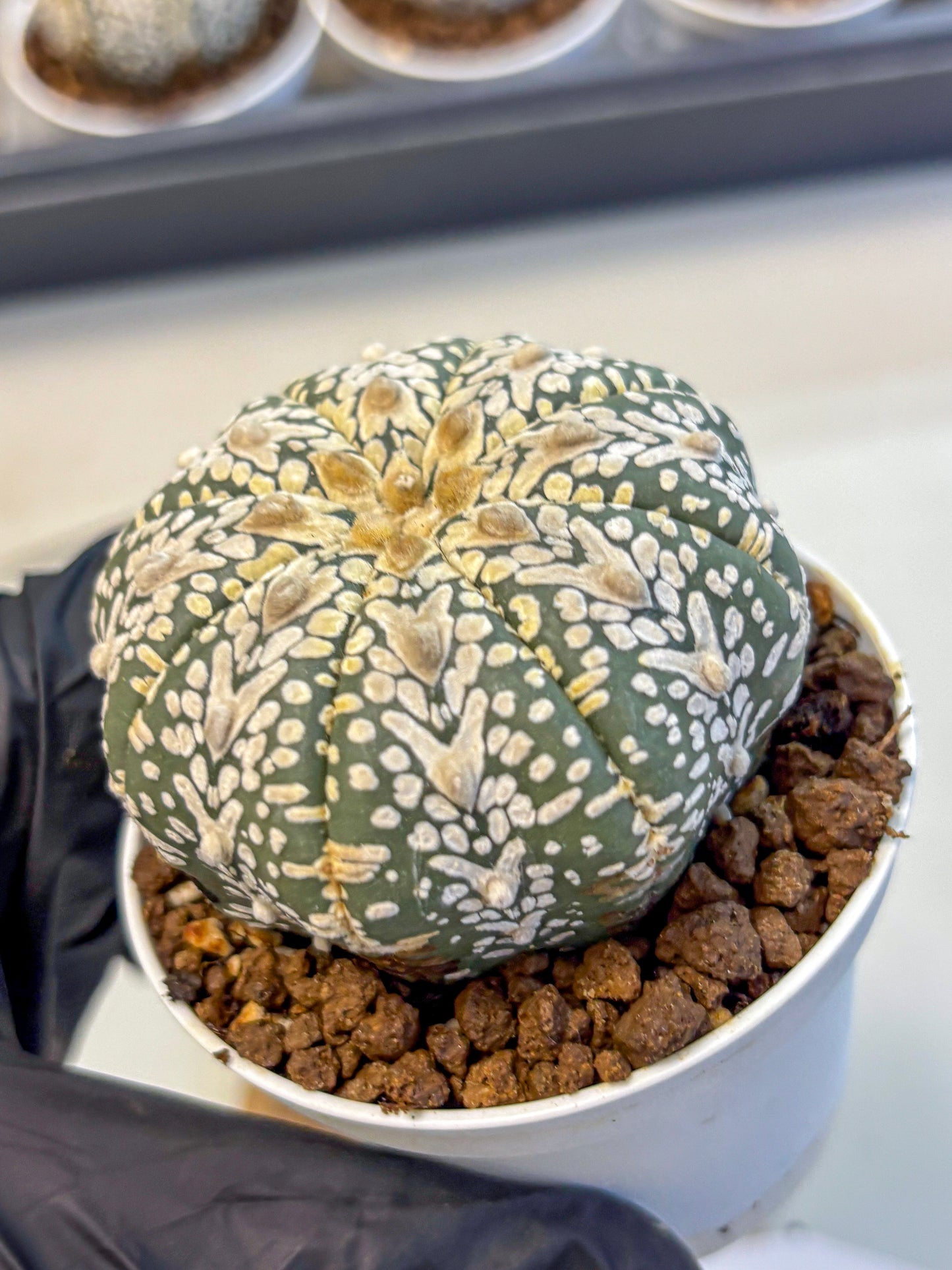 Astrophytum V Type (at5) (08) |  Sea urchin cactus
