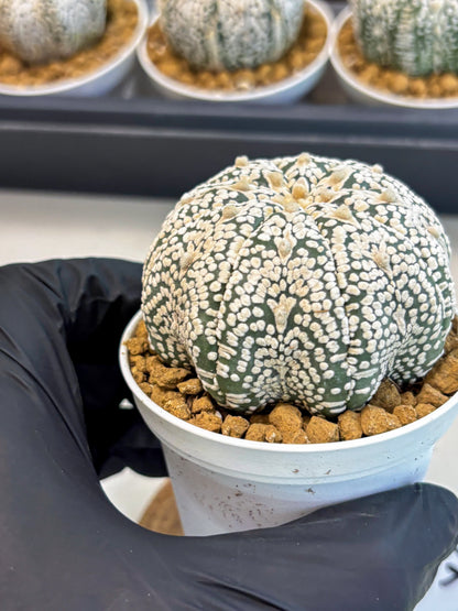 Astrophytum V-Type (at5) (p7) | Rare imported Plant