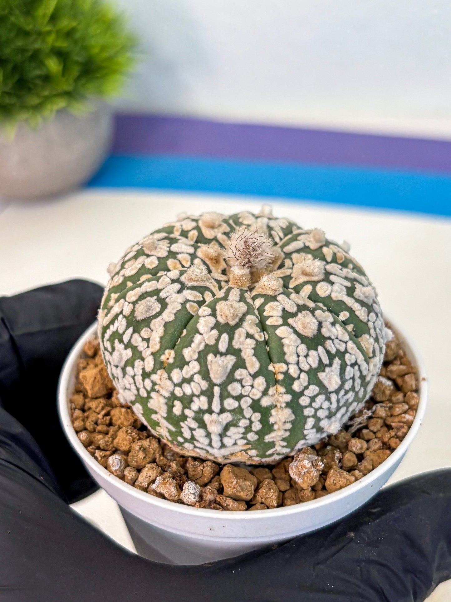 Astrophytum V Type (at2) (08) | Live Plant | Rare Collection