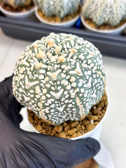 Astrophytum V-Type (at4) (y3) | Ship from Nevada