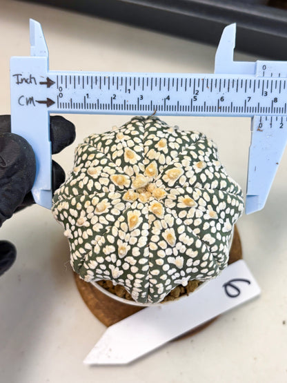 Astrophytum Star Shape (at4) (g6) | Imported Plant
