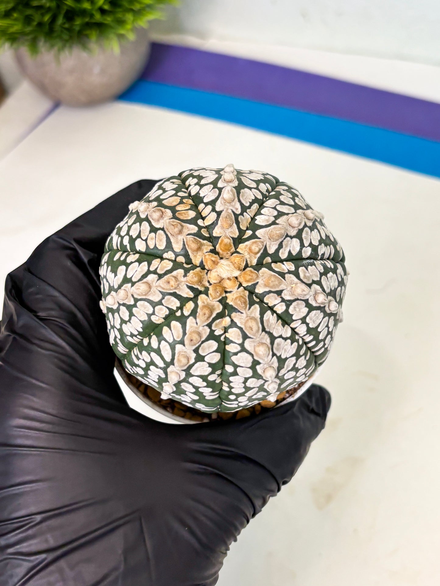 Astrophytum V-Type (at4) (r2) | Ship from Nevada