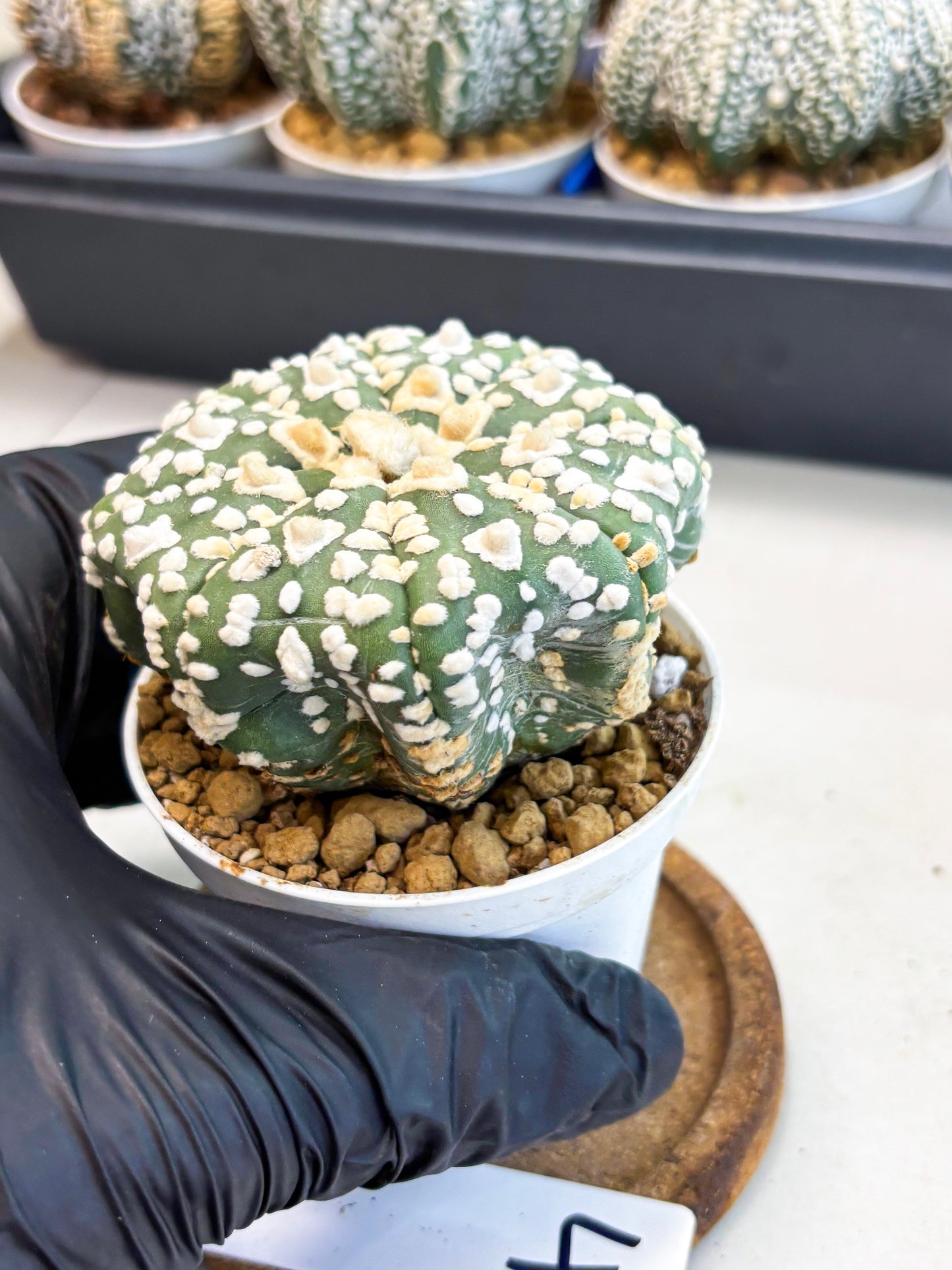 Astrophytum V-Type (at4) (y4) | Ship from Nevada