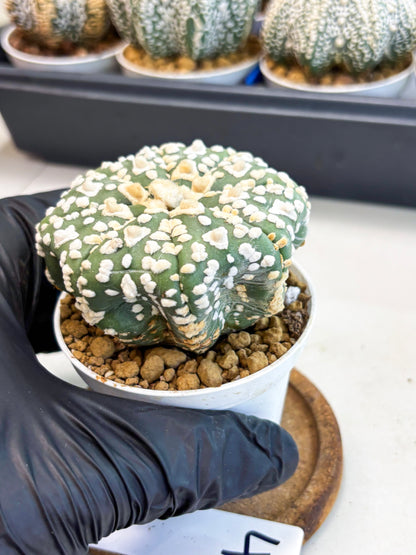 Astrophytum V-Type (at4) (y4) | Ship from Nevada