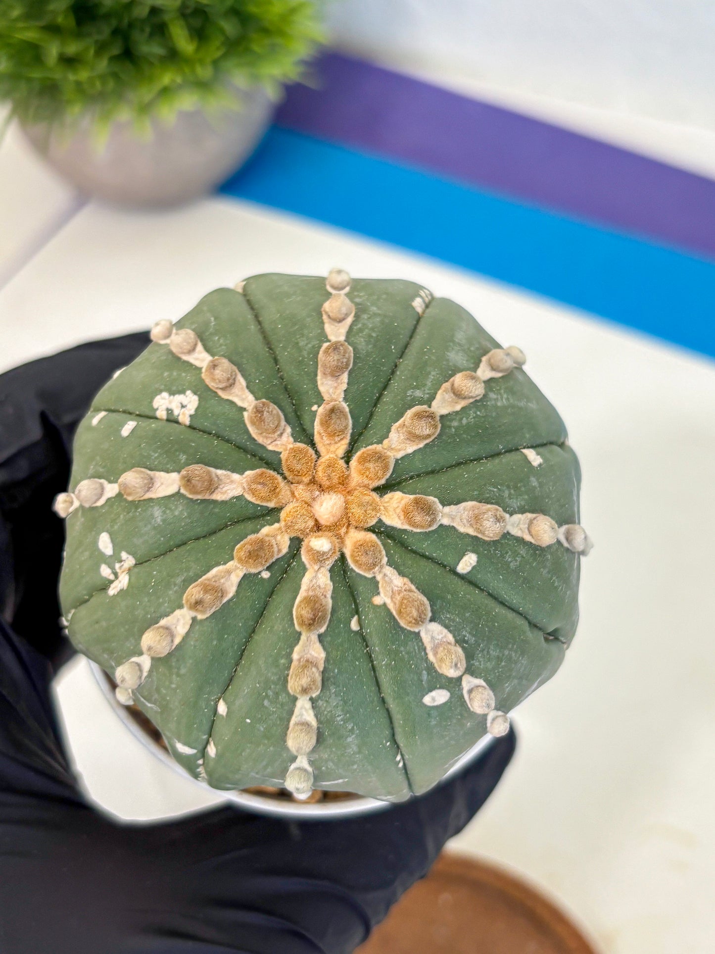 Astrophytum V Type Nudum (at9) (08) | Live Cactus