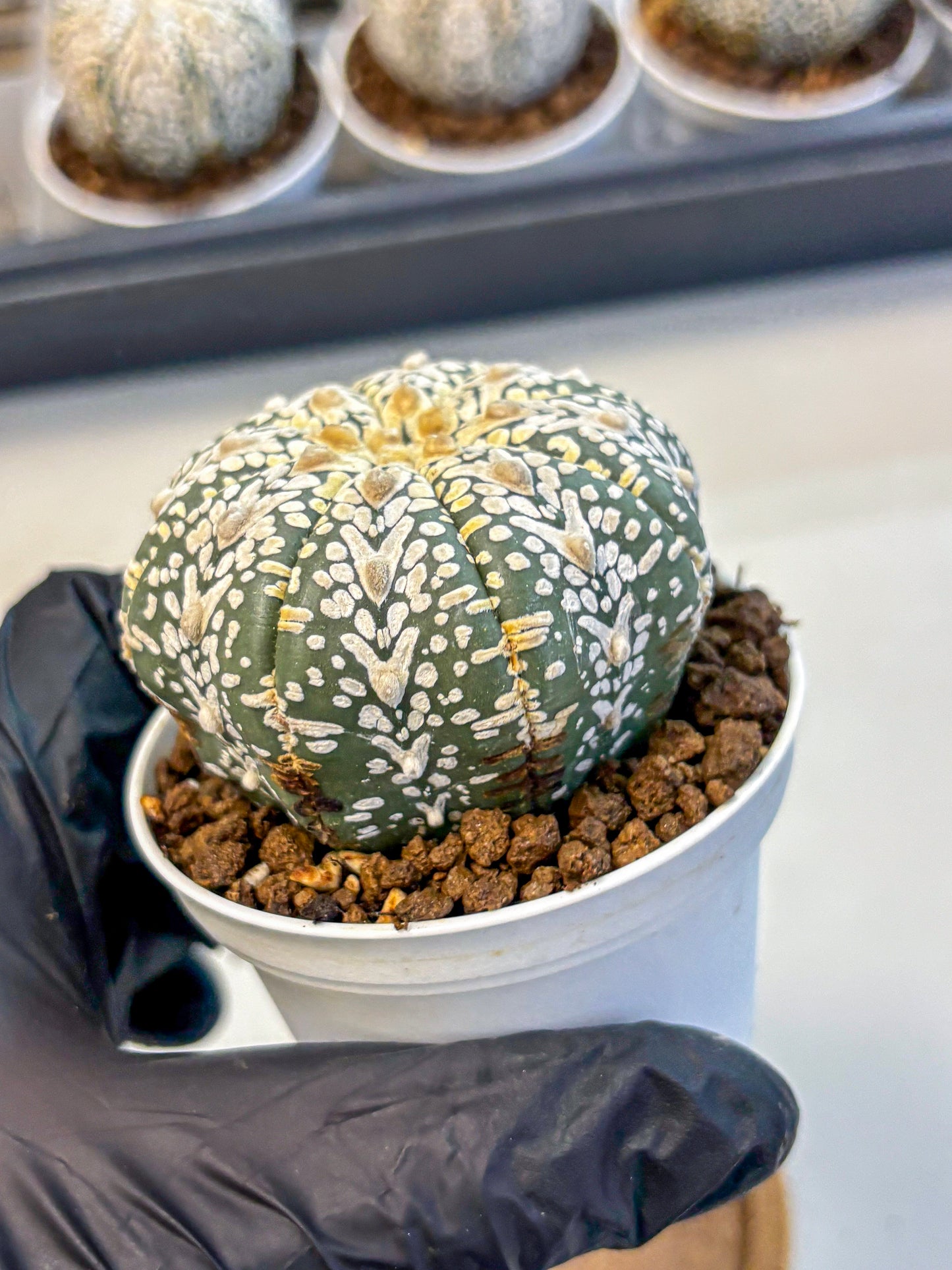 Astrophytum V Type (at5) (08) |  Sea urchin cactus