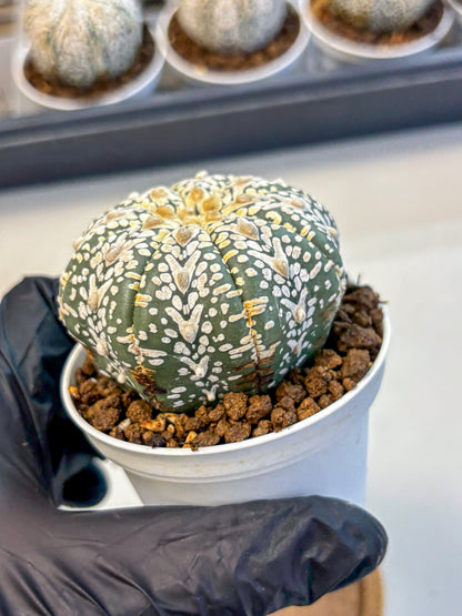 Astrophytum V Type (at5) (08) |  Sea urchin cactus