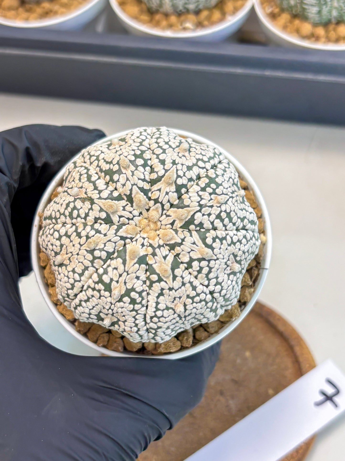Astrophytum V-Type (at5) (p7) | Rare imported Plant