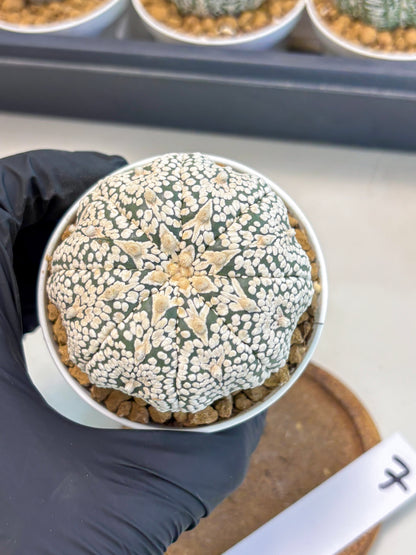 Astrophytum V-Type (at5) (p7) | Rare imported Plant