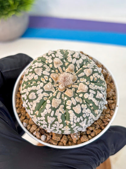 Astrophytum V Type (at2) (08) | Live Plant | Rare Collection