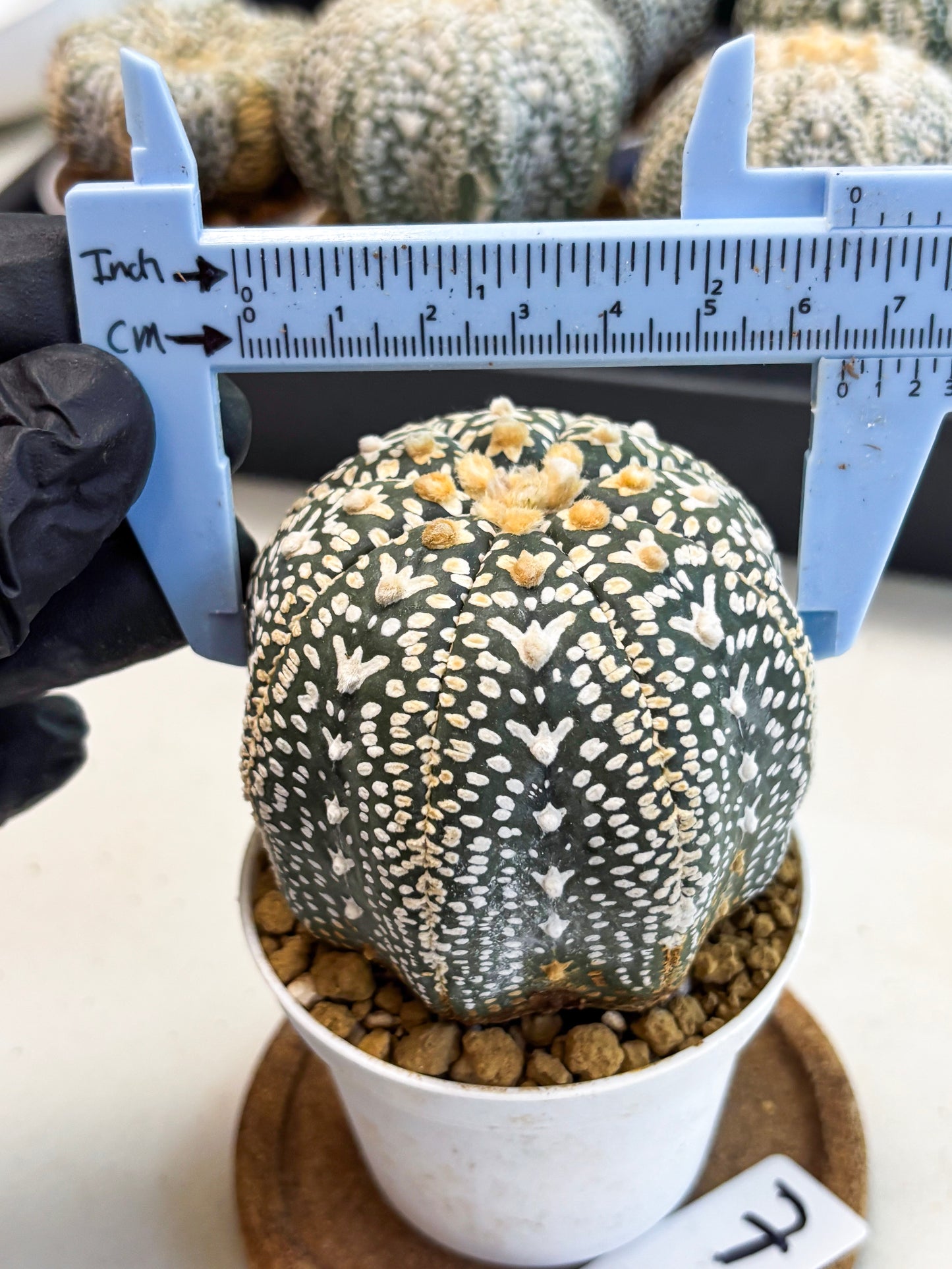 Astrophytum V-Type (at4) (y7) | Ship from Nevada