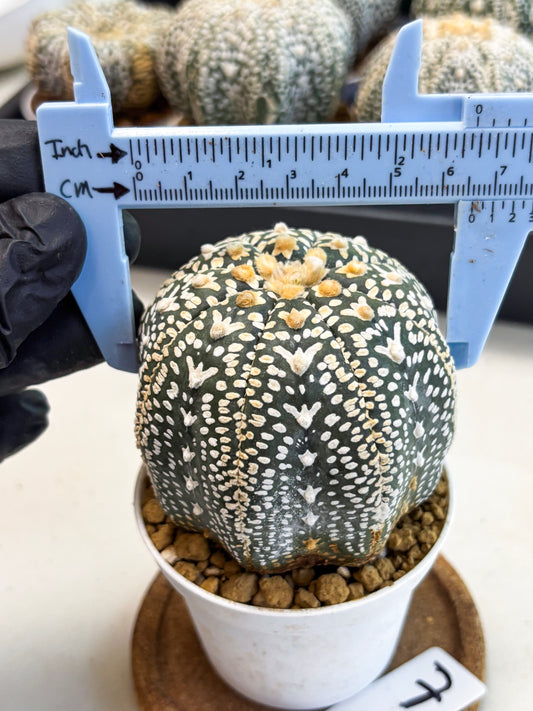 Astrophytum V-Type (at4) (y7) | Ship from Nevada