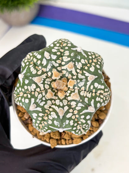 Astrophytum Star Shape (at4) (g3) | Imported Plant