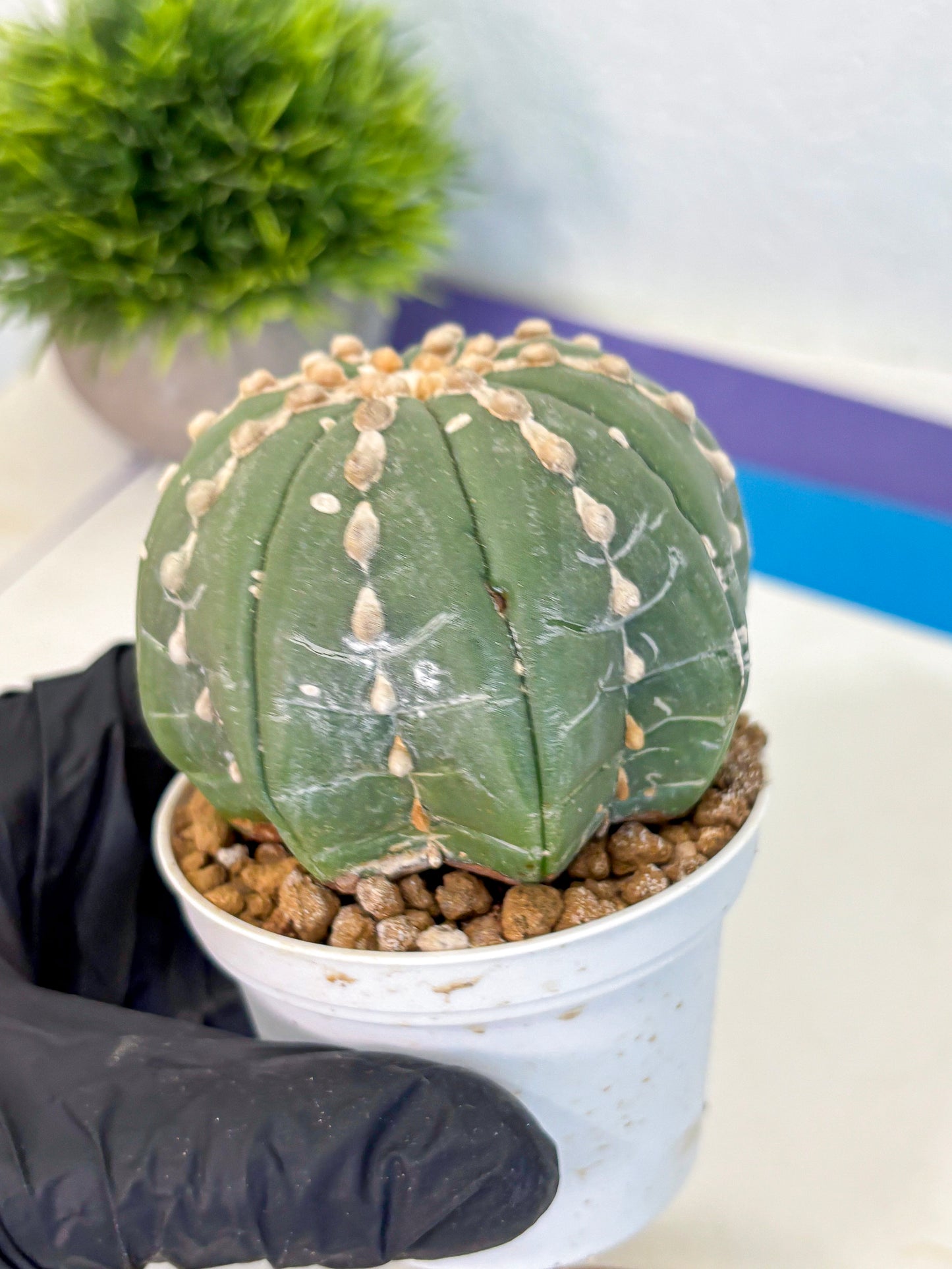 Astrophytum V Type Nudum (at9) (08) | Live Cactus
