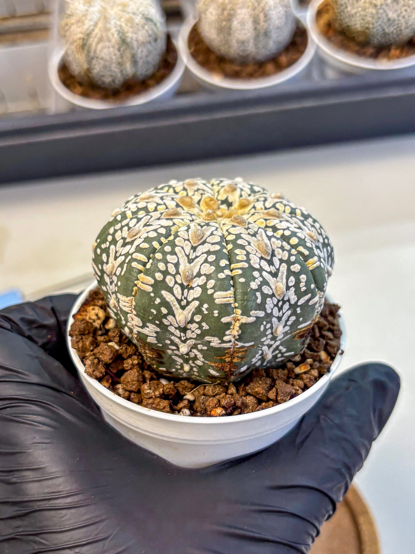 Astrophytum V Type (at5) (08) |  Sea urchin cactus