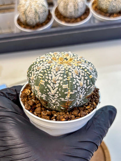 Astrophytum V Type (at5) (08) |  Sea urchin cactus