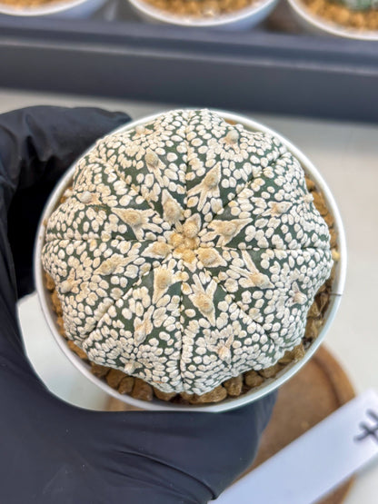 Astrophytum V-Type (at5) (p7) | Rare imported Plant
