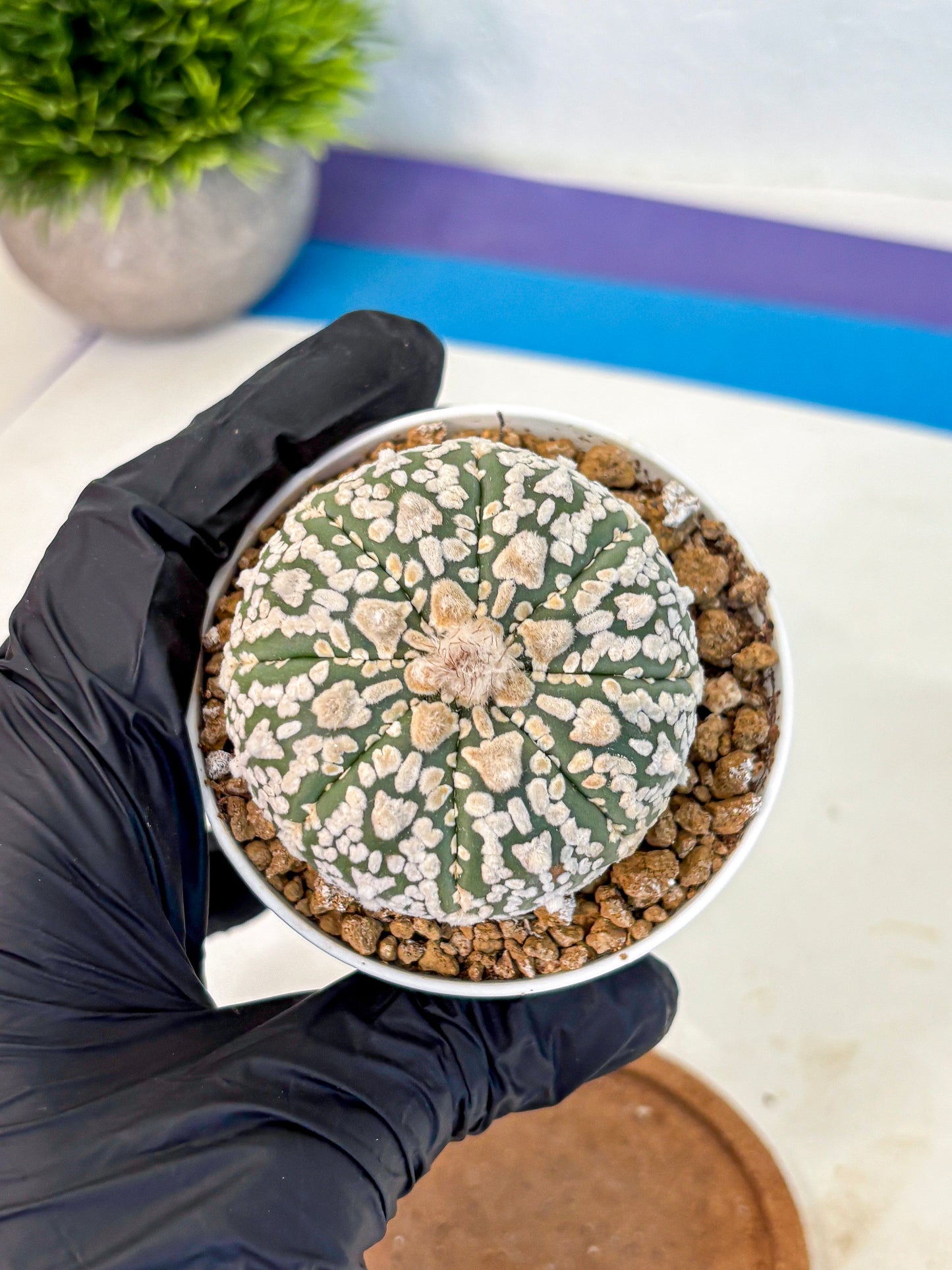 Astrophytum V Type (at2) (08) | Live Plant | Rare Collection