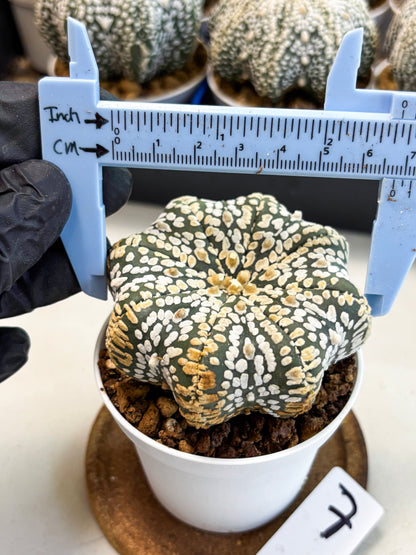 Astrophytum Star Shape (at4) (g7) | Imported Plant