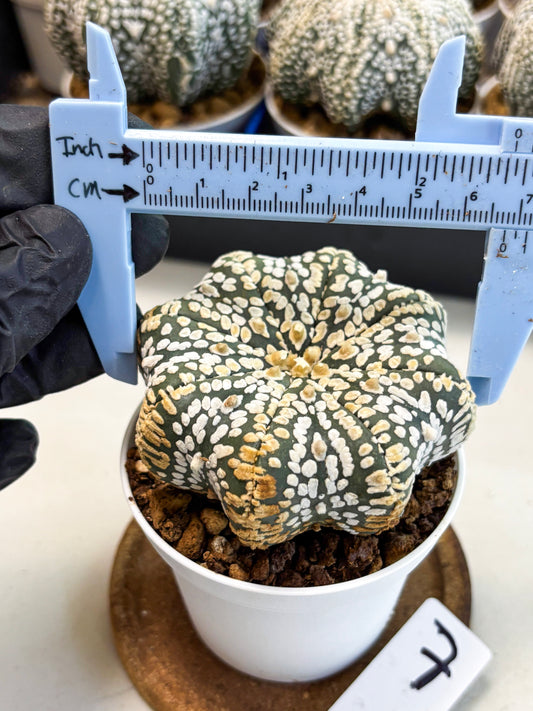 Astrophytum Star Shape (at4) (g7) | Imported Plant