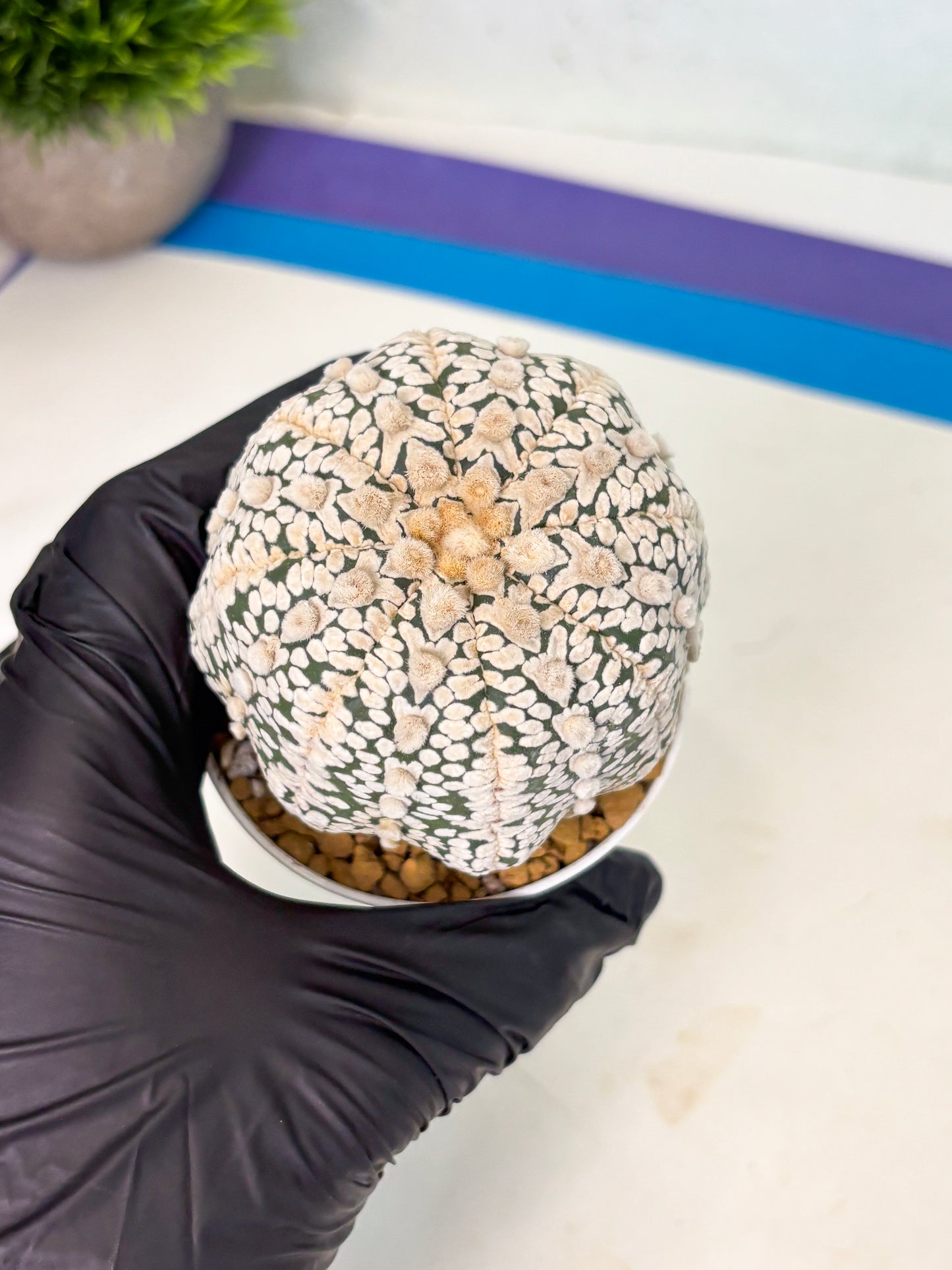 Astrophytum V-Type (at4) (r1) | Ship from Nevada
