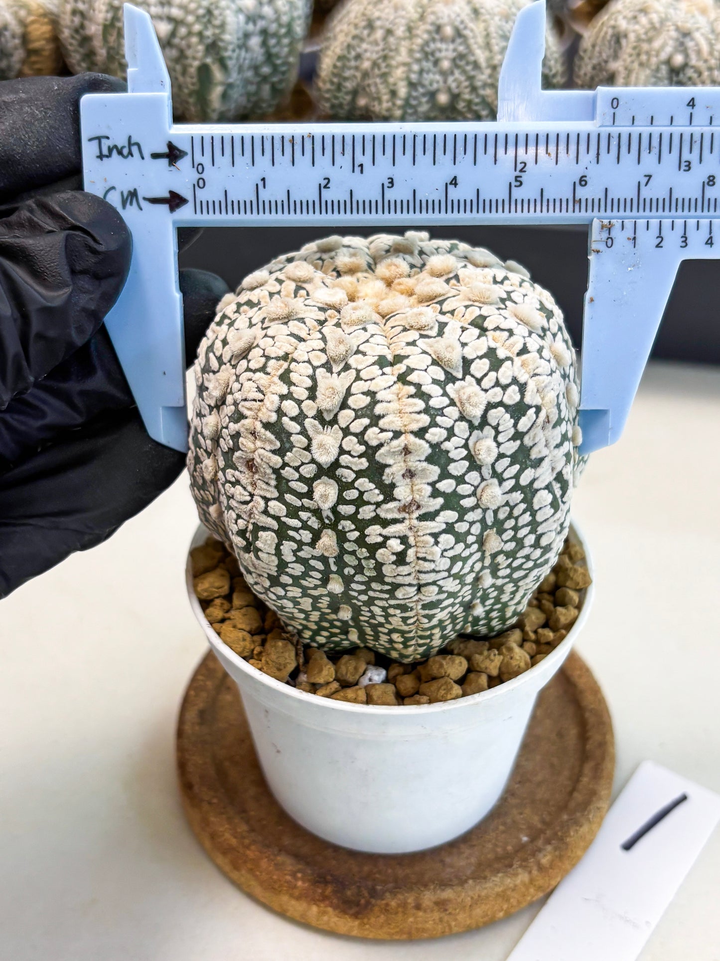 Astrophytum V-Type (at4) (r1) | Ship from Nevada