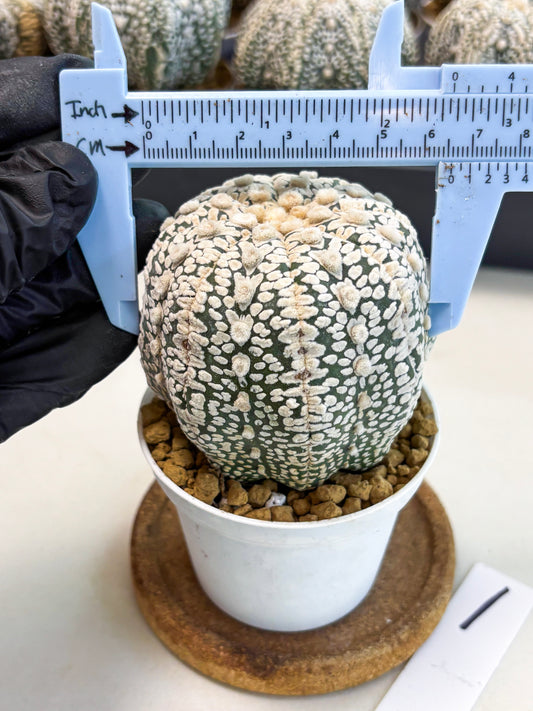 Astrophytum V-Type (at4) (r1) | Ship from Nevada