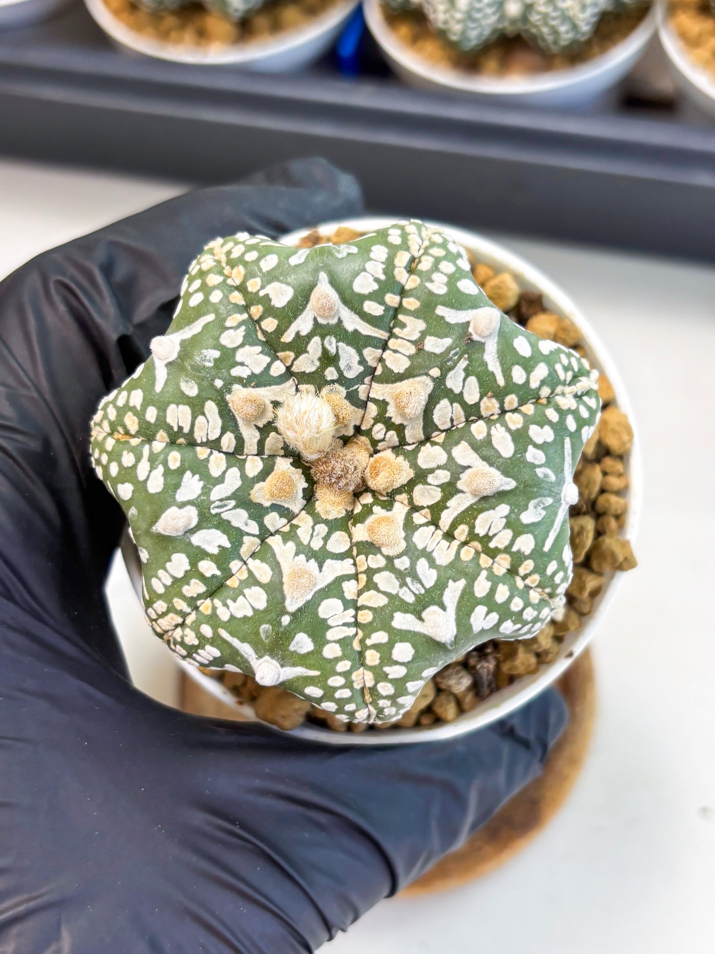 Astrophytum Star Shape (at4) (g3) | Imported Plant