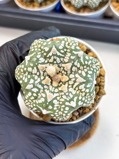 Astrophytum Star Shape (at4) (g3) | Imported Plant