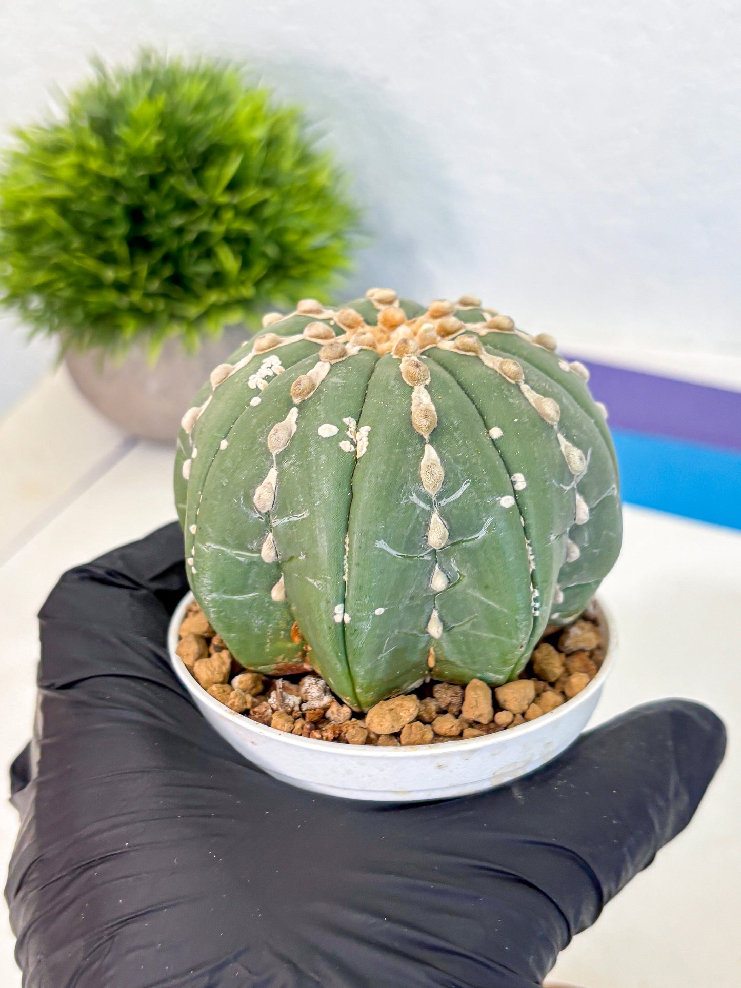 Astrophytum V Type Nudum (at9) (08) | Live Cactus