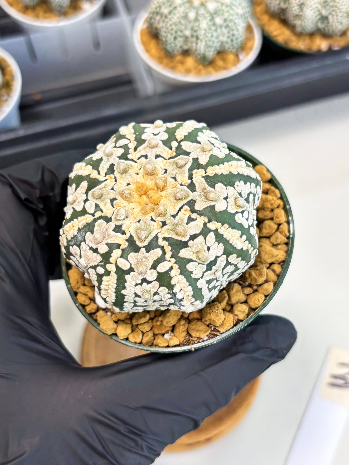 Astrophytum Star Shape (at2) (b3) | Japanese Import (Copy)